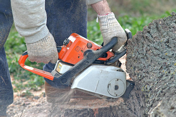 Tree and Shrub Care in Bluffton, OH