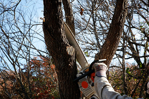 How Our Tree Care Process Works  in  Bluffton, OH